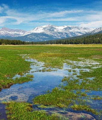Scientists planted 40,000 native seedlings in Yosemite’s damaged Tuolumne Meadows; three years later, soil organic matter was improving, but the meadow was still losing more carbon than it gained