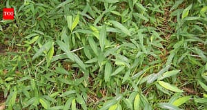 Once used to pack Chinese porcelain, this invasive grass has spread across 16 eastern US states, threatening native plants in forests and wetlands |