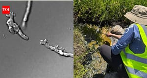 Scientists found a new amoeba in California’s Lassen Volcanic National Park that can reproduce at 145°F, stay active at 147°F and recover after five minutes at 158°F, setting a new heat record for complex life