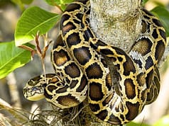 Burmese pythons are climbing trees in southern Florida, scientists reveal a surprising difference between adults and juveniles |