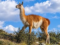 15 guanacos were taken to a remote Falklands island in the 1930s; their descendants kept their genetic diversity through two severe population crashes |