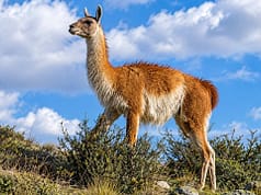 15 guanacos were taken to a remote Falklands island in the 1930s; their descendants kept their genetic diversity through two severe population crashes |