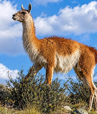 15 guanacos were taken to a remote Falklands island in the 1930s; their descendants kept their genetic diversity through two severe population crashes |