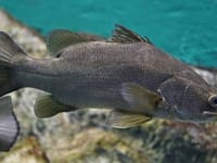 In the late 1950s and early 1960s, Nile perch were introduced into Lake Victoria to improve fisheries; decades later the predator was linked to the loss of many native cichlids and transformation of the lake’s fishery