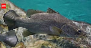 In the late 1950s and early 1960s, Nile perch were introduced into Lake Victoria to improve fisheries; decades later the predator was linked to the loss of many native cichlids and transformation of the lake’s fishery