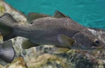 In the late 1950s and early 1960s, Nile perch were introduced into Lake Victoria to improve fisheries; decades later the predator was linked to the loss of many native cichlids and transformation of the lake’s fishery