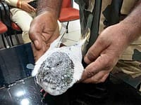 Pigeon with numbered ring caught in Hiranagar