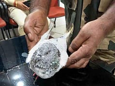 Pigeon with numbered ring caught in Hiranagar