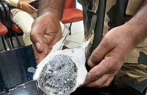 Pigeon with numbered ring caught in Hiranagar