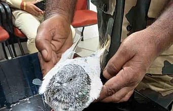 Pigeon with numbered ring caught in Hiranagar