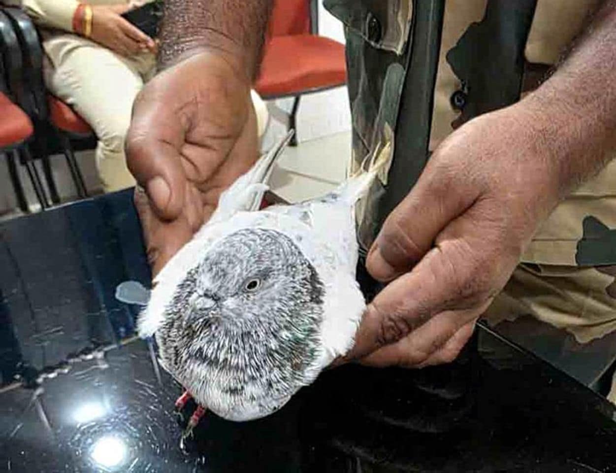 Pigeon with numbered ring caught in Hiranagar Pigeon with numbered ring caught in Hiranagar
