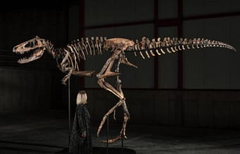 A Montana rancher found this dinosaur in 2019; now the 70%-complete Nanotyrannus, one of only three known skeletons, is on display in New York before an auction carrying a $6 million to $9 million estimate