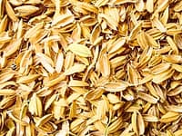 Engineers mixed rice-husk ash into asphalt; the farm waste could make roads more resistant to high-temperature damage |