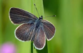 After 40 years of wheat farming, a 330-acre stretch of land in England was turned into a wildlife haven; just two years later, surveys recorded 5,290 butterflies, including rare species never previously seen in the fields