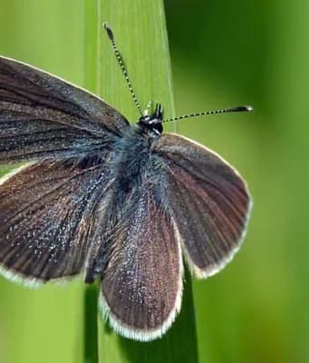 After 40 years of wheat farming, a 330-acre stretch of land in England was turned into a wildlife haven; just two years later, surveys recorded 5,290 butterflies, including rare species never previously seen in the fields