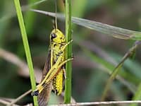 Thousands of rare grasshoppers released in Norfolk after 86 years; conservation project achieves first wild hatching since 1939 |
