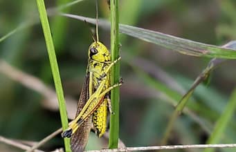 Thousands of rare grasshoppers released in Norfolk after 86 years; conservation project achieves first wild hatching since 1939 |