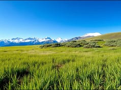 Scientists warmed a Colorado grassland for 29 years, but shrubs increased 150% while grasses and wildflowers fell 28% |