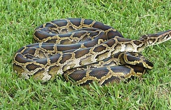Burmese pythons and invasive plants are reshaping the Everglades; some native mammals have declined by about 90% while melaleuca has covered more than 40,000 acres |