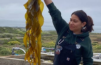 California scientists grew kelp in a lab at 74,000 spores per millilitre; they are now planting the young forests back into the ocean |