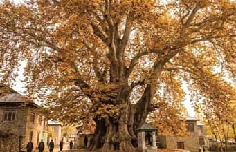 Asia’s oldest Chinar still green at 650