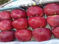 Proper grading, packing key to better apple Prices: Handwara Mandi President