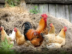 J&K’s poultry industry struggles as local production loses ground
