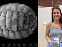A scientist turned an $80 motel room into a makeshift lab; then she discovered two new species of microscopic amoebae |