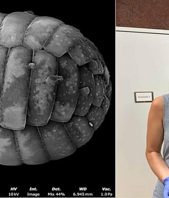 A scientist turned an $80 motel room into a makeshift lab; then she discovered two new species of microscopic amoebae |