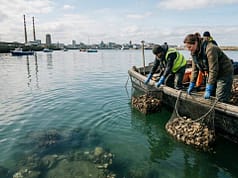 Dublin Bay had no native oysters for 200 years; 18,000 were placed in its harbour as a project began rebuilding a lost reef |