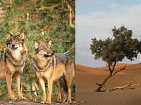 Wolves and foxes may be helping plants spread across the Sahara Desert; scientists found seeds from eight species in their droppings |