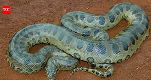 A 100-kg green anaconda can almost vanish in the Amazon; scientists found giant snakes hiding under logs, leaf matter, vegetation, and riverbanks |