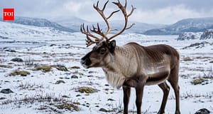 Why reindeer eyes turn deep blue in winter and how it helps them see in Arctic twilight |