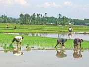 With just 4.4% land cultivable, J&K loses agricultural ground to concrete