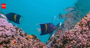Dubai is growing coral in hotel lagoons before moving it back to the sea; the unusual nursery has produced more than 2,500 coral fragments