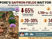 Dry spell clouds hopes of saffron growers