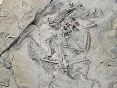 55-million-year-old fossil bird reveals how trogons evolved their unusual feet; reversed toe came before the big toe shrank |