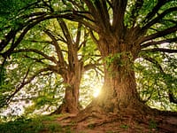 Scientists found 97% of strangler figs growing directly from burned ground in Indonesia; the trees may help damaged forests recover naturally |
