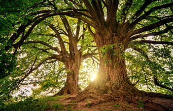 Scientists found 97% of strangler figs growing directly from burned ground in Indonesia; the trees may help damaged forests recover naturally |