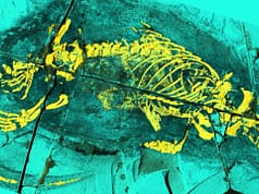 165-million-year-old fossil from China reveals mammal ancestor that swam and swallowed like mammals