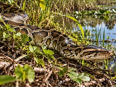Burmese pythons have established a new breeding hotspot on Florida’s Gulf Coast; wildlife experts suspect escaped or released pets helped create the population |