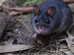 Australia releases nearly 50 critically endangered smoky mice into a predator-free forest where the species had not been seen since the 1990s |
