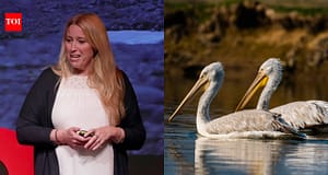 Meet Sacha Dench, the ‘Human Swan’ who helped secure a historic ban on lead ammunition in Britain and won the prestigious 2026 RSPB Medal; the move could protect hundreds of thousands of birds from lead poisoning