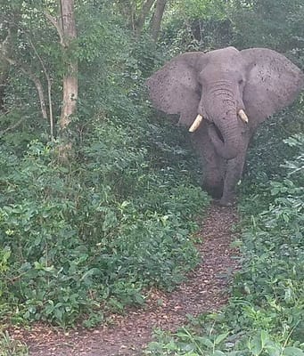Tanzania planted 100,000 native trees along an elephant corridor; the 1,000 animals now have a route from savanna to rainforest |