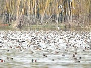 4 wetlands hold 96% of Kashmir’s 13.4 lakh water birds