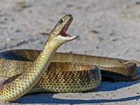 Dozens of venomous snakes were spotted inside an Australian airport, including a Qantas lounge; catchers say they appeared almost everywhere-from passenger areas to offices