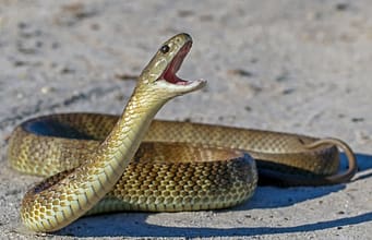 Dozens of venomous snakes were spotted inside an Australian airport, including a Qantas lounge; catchers say they appeared almost everywhere-from passenger areas to offices