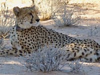 Cheetahs disappeared from Zambia’s Greater Luangwa for nearly 30 years; six are back as conservationists rebuild the ecosystem |