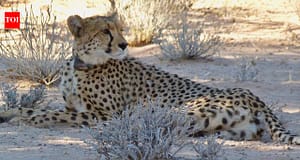 Cheetahs disappeared from Zambia’s Greater Luangwa for nearly 30 years; six are back as conservationists rebuild the ecosystem |