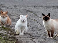 In 2025, New Zealand targeted feral cats threatening southern dotterels on Stewart Island; a year later the critically endangered bird’s population rose from 105 to about 160, its biggest annual gain in 32 years